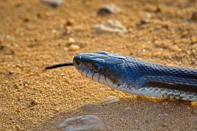 Close-up of snake on land