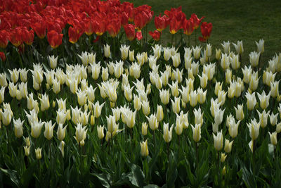 Close-up of white tulip flowers on field