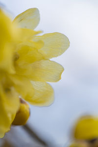 Close-up of yellow flower