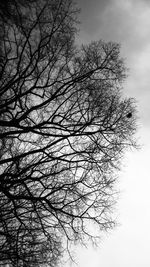 Low angle view of bare tree against clear sky