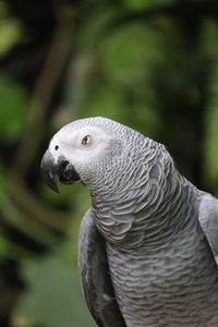 Close-up of bird