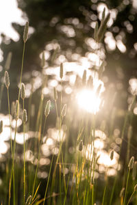 Close-up of plants growing on field