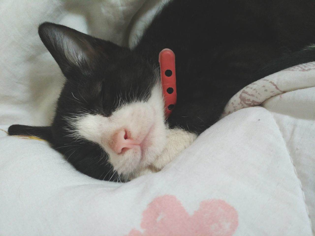 CLOSE-UP OF CAT SLEEPING ON COUCH