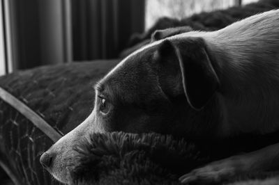 Close-up of dog at home