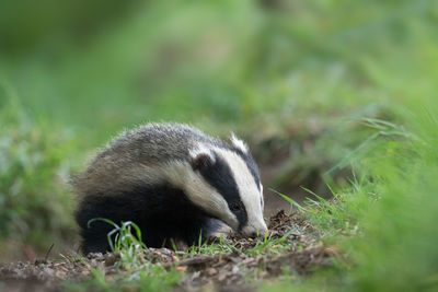 Close-up of badger in the wild