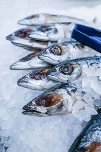 Close-up of fish in ice