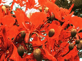 Close-up of red flowers