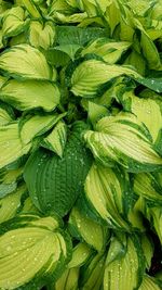 Full frame shot of green leaves