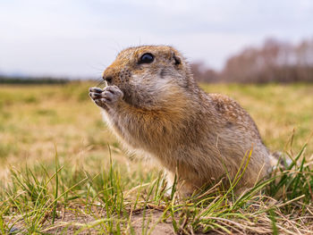 Gopher on the lawn. close-up. portrait of an animal.