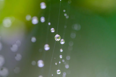 Close-up of water drops on spider web