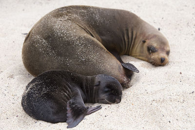 High angle view of sea lion on sand