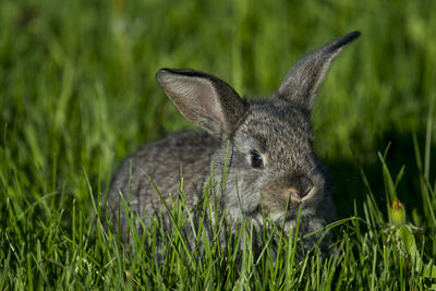 Close-up of rabbit on grassy field