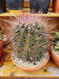 High angle view of potted plants