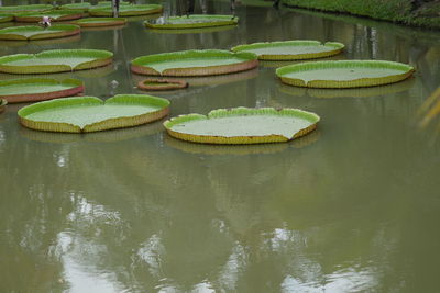 Water lily in lake