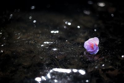 Close-up of lotus water floating in illuminated night