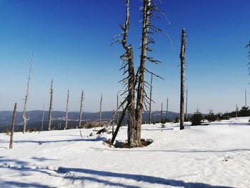 Bare trees on snow covered field against sky