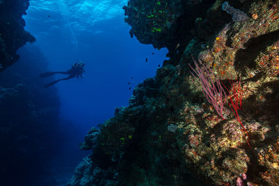 Scuba diving in sea