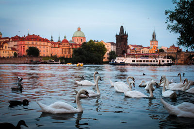 Swans in river