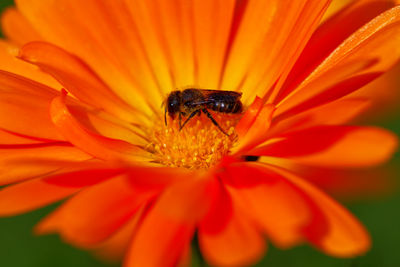 Close-up of insect on orange flower