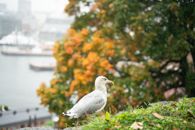 Seagull perching on a tree