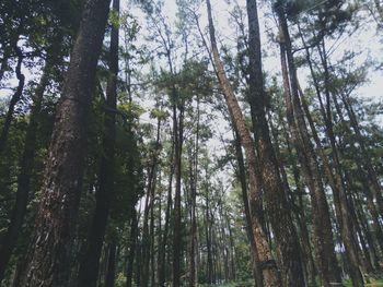 Low angle view of bamboo trees in forest