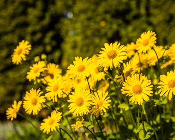 Close-up of yellow flowering plants on field