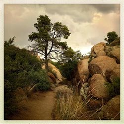 Trees on landscape against sky
