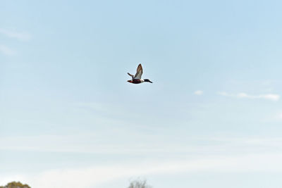 Low angle view of birds flying in sky