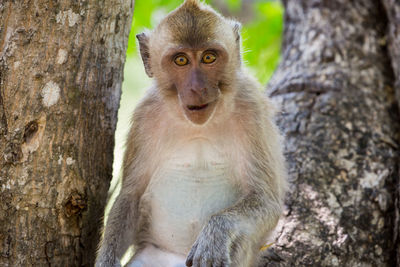 Portrait of monkey on tree