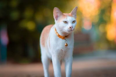 Portrait of cat standing outdoors