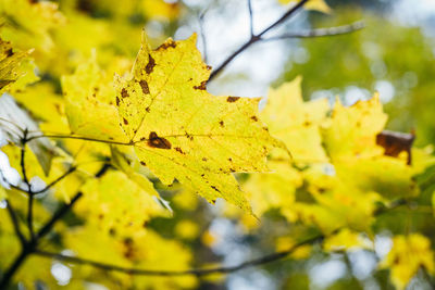 Close-up of yellow maple leaves on tree