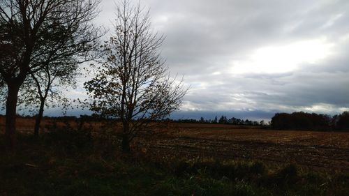 Bare tree on field against sky