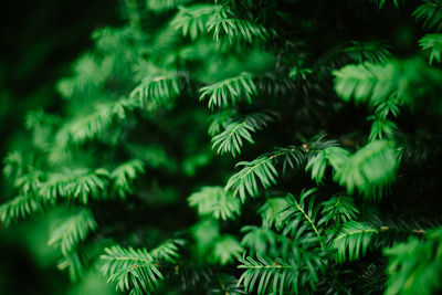 Close-up of pine tree