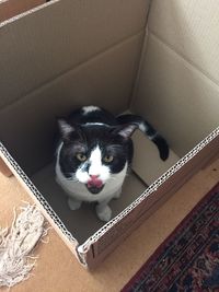 Portrait of cat in cardboard box at home