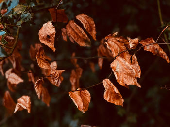 Close-up of dried leaves