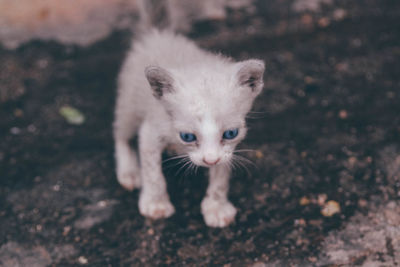 Portrait of kitten