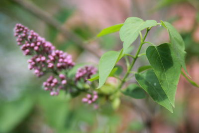 Close-up of pink flowering plant