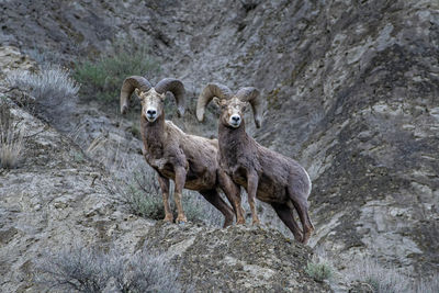 Big horn sheep