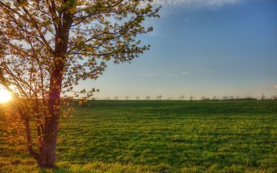 Scenic view of grassy field against sky at sunset