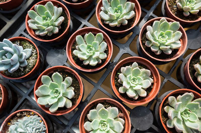 High angle view of succulent plants