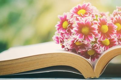 Close-up of pink flower on book