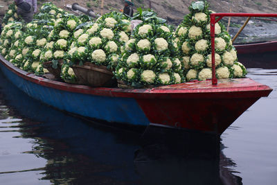 Close-up of potted plants in market