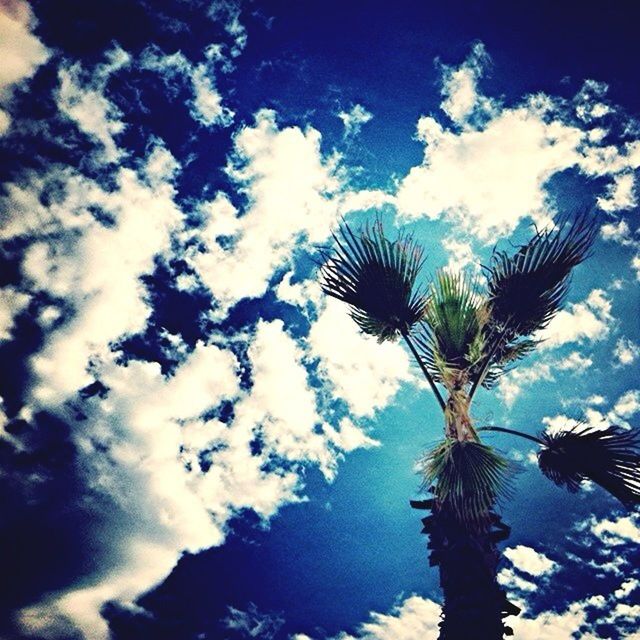 low angle view, palm tree, sky, tree, blue, cloud - sky, growth, nature, silhouette, beauty in nature, tranquility, cloud, tree trunk, tall - high, day, outdoors, no people, sunlight, scenics, cloudy