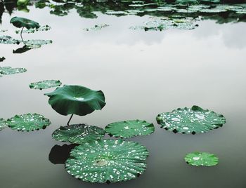 High angle view of lily pads in pond