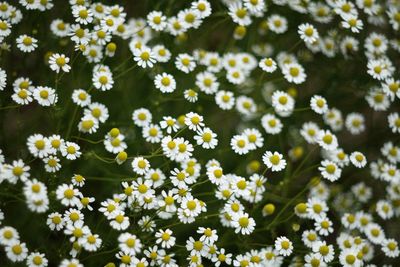 Close-up of white flowering plants on field