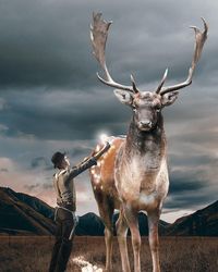 Low angle view of deer standing on field