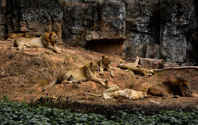 View of sheep relaxing outdoors