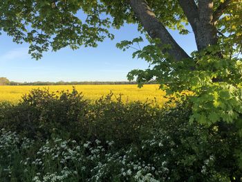 Scenic view of field against sky