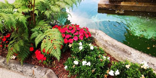 High angle view of flowering plants by water