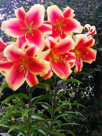 Close-up of pink flowering plant